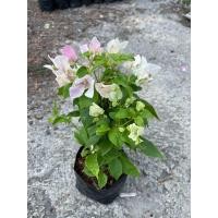 ราคา เฟื่องฟ้า ออกดอกแล้ว สุ่มคละสี 5 10ต้น ราคาถูก ขนาดถุงดำ 4นิ้ว สูง 30 40 cm ไม้ดอก ไม้ประดับ ไม้มงคล Bougainvillea (22097993224)