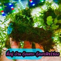 ราคา คอนโดกุ้ง พันมอสน้ำ 3 ชิ้น ฟรี 1 ชิ้น ใช้ตกแต่ง และเป็นที่หลบซ่อนของ ปลา กุ้งแคระ กุ้งเครฟิช และสัตว์น้ำขนาดเล็ก พร้อมส่ง (22959608105)