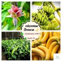 ราคา ต้นกล้วยหอมเวียดนาม ผลชมพูรสหวานหอม ปลูกง่าย ต้นกล้าเพาะเลี้ยงเนื้อเยื่อมีต้นกำเนิดจากในเวียดนาม (22035437811)