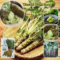 ราคา อัตรางอกสูง เมล็ดสด 100 High Quality Fresh Green Mustard Seeds for Planting Wasabi Plant Seeds Herbal Yellow Mustard Seeds ล็ดพันธุ์สะระเเหน่ เมล็ดบอนสี ต้นไม้ฟอกอากาศ ต้นไม้มงคล เมล็ดพันธุ์ผัก เมล็ดพ