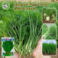 ราคา ปลูกง่าย COD เมล็ดสด 100 เมล็ดพันธุ์ผักชีลาว Fennel Seeds เมล็ดพันธุ์ ผักชีลาว ของแท้ 100 Fennel Vegetable Seeds for Planting เมล็ดพันธุ์ ผักชีลาว โตไว กลิ่นหอมมาก เมล็ดพันธุ์ผัก ผักออร์แกนิก เมล็ดบอ 