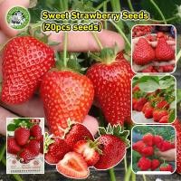 ราคา ปลูกง่าย COD สินค้าดี มีคุณภาพ เมล็ดพันธุ์ สตรอว์เบอร์รี่ ไจแอนท์ มล็ดพันธุ์ สตอเบอรี่ยักษ์ พืชสวนบอนไซ ปลูกได้ในกระถาง Strawberry Seeds Rare Bonsai Giant Climb Fruit Seeds Indoor Garden Supplies เมล็