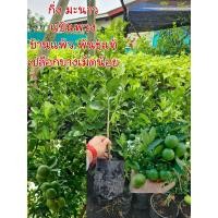 ราคา กิ่งมะนาว แป้นพวงบ้านแพ้ว พันธุ์แท้ 100 ติดลูกง่าย ลูกดก เปลือกบาง เม็ดน้อย ส่งขั้นต่ำ 2 ต้น (23016053150)