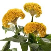 ราคา 50 เมล็ด ดอกไม้ หงอนไก่ กระลารอน ชองพุ ซองพุ ดอกด้าย ด้ายสร้อย ร้อยไก่ Cockscomb Seeds (22045216820)