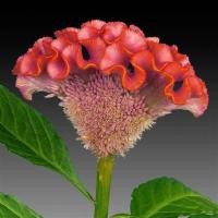 ราคา 50 เมล็ด ดอกไม้ หงอนไก่ กระลารอน ชองพุ ซองพุ ดอกด้าย ด้ายสร้อย ร้อยไก่ Cockscomb Seeds (22045216818)