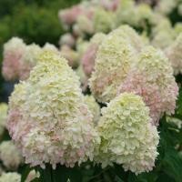 ราคา 5 เมล็ด ดอกไฮเดรนเจีย ดอกสามเดือน ใช้แทนความรัก นิยมใช้ในงานแต่งงาน Hydrangea สายพันธุ์ Limelight Prime (21616096803)