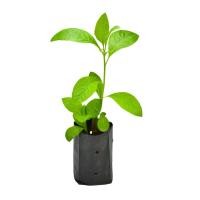 ราคา ต้นหนานเฉาเหว่ย ป่าช้าเหงา Bitter Leaf Plant ไร่กฤติยา กิ่งปักชำความสูง 25 30 ซม (22367003286)