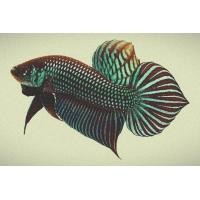 ราคา ปลากัดป่ามหาชัย เพศผู้ และ เพศเมีย (23069350253)