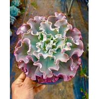 ราคา ไม้อวบน้ำ แคคตัส Succulent Okine ต้น โอกิเนะ สีสวย ต้นโต 6นิ้ว กุหลาบหิน ไม่หายาก cactus ของชำร่วย ราคาส่ง (21087635146)