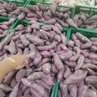 ราคา มันญี่ปุ่นสีเหลืองมันญี่ปุ่นหวานหอมมันญี่ปุ่นเนื้อดีมันญี่ปุ่นเกรดดี Yellow Japanese sweet potato sweet fragrant good quality Japanese sweet potato (15356651329)