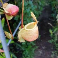 ราคา หม้อข้าวหม้อแกงลิง ลูกผสมกระถาง 6 นิ้ว (21922640861)