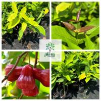 ราคา ต้นชมพู่ทับทิมจันทร์ แท้ 100 เนื้อแน่น สูง 50 70 ซม หวานกรอบ รากแน่นๆ มีความต้องการของตลาดค่อนข้างสูง เนื่องจากชมพู่ทับทิมจันทร์เป็นผลไม้ที่มีรสชาติหวานกรอบ ผิวสีแดง ผลโต ผิวเรียบสวย (22963241709)