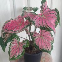 ราคา ฮกหลงกอใหญ่ ส่งทั้งกระถาง 5 นิ้ว (22765254076)