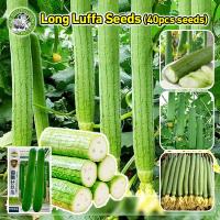 ราคา ปลูกง่าย COD เมล็ดพันธุ์ใยบวบยาว Long Luffa Seed Organic Vegetable Seeds for Planting เมล็ดใยบวบยาว บวบหอมยาว เมล็ดพันธุ์ OP แท้ ผักออร์แกนิก F1 เมล็ดพันธุ์ผัก เมล็ดพันธุ์พืช พันธุ์ผัก เมล็ดผัก ผักสว 