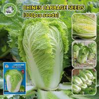 ราคา ปลูกง่าย COD เมล็ดสด 100 เมล็ดพันธุ์ ผักกาดขาวปลี เมล็ดพันธุ์ผักกาดขาว Chinese Cabbage Seeds Early maturing Cabbage Vegetable Seeds เมล็ดผักกาดขาวจีน เมล็ดผัก ผักออร์แกนิก เมล็ดพันธุ์ผัก เมล็ดผักต่าง 