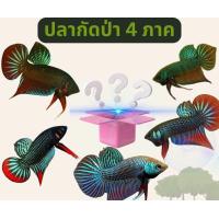 ราคา สุ่มปลากัดป่าใต้ อีสาน กลาง ตะวันออก กีต้า สวยงามทั้งนั้น มีรับประกันขนส่ง100 (22884096413)