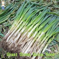 ราคา เมล็ดพันธุ์ ต้นหอมญี่ปุ่น Giant Green Onion Seed เมล็ดพันธุ์ ต้นหอม บรรจุ 500 เมล็ด คุณภาพดี ราคาถูก ของแท้ 100 (22627758573)