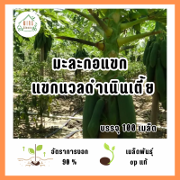 ราคา เมล็ดพันธุ์ มะละกอแขกดำเนินต้นเตี้ย บรรจุ 100 เมล็ด (22838252015)