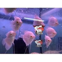 ราคา อาหารปลา ปลาแรดเผือกตาแดง ไซร้2 3นิ้ว หายาก เลี้ ยงง่ายโตเร็ว มีประกันคะ (22824325442)