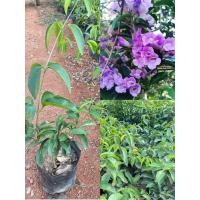 ราคา ต้นกระเทียมเถา ไม้เลื้อยดอกสวย ใบกลิ่นเหมือนกระเทียม ใบรับประทานได้ (20942582063)