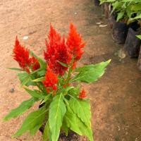 ราคา ต้นสร้อยไก่ ต้นหงอนไก่ หลากสีสัน แบบถุง จัดส่งทั้งต้นยกถุง (22535023664)