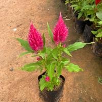 ราคา ต้นสร้อยไก่ ต้นหงอนไก่ หลากสีสัน แบบถุง จัดส่งทั้งต้นยกถุง (22535023663)