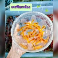 ราคา กุ้งเครฟิชแคระ ตกแต่งตู้ปลา เลี้ยงรวมกับปลาและกุ้งแคระได้ (22800193988)