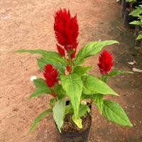 ราคา ต้นสร้อยไก่ ต้นหงอนไก่ หลากสีสัน แบบถุง จัดส่งทั้งต้นยกถุง (22535023661)