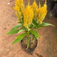 ราคา ต้นสร้อยไก่ ต้นหงอนไก่ หลากสีสัน แบบถุง จัดส่งทั้งต้นยกถุง (22535023662)