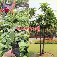 ราคา ต้นจิกเศรษฐี ไม้มงคล จิกเงินจิกทองเข้าบ้าน ไม้ยืนต้น ต้นสูง80cm 1เมตร ดูแลง่าย ทนทานต่อโรคมาก (22600968955)