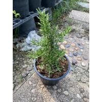 ราคา ต้นโรสแมรี่ โรสแมรี่คลูลิ่ง ราเวนเดอร์ ใบมีกลิ่นหอม กระถาง 6 8 11 นิ้ว (21493452762)