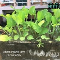 ราคา เมล็ดพันธ์ุผักก้านจอง ผักก้านจอง (4609500451)