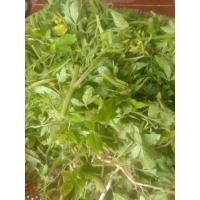 ราคา ผักเสี้ยนผี ต้มน้ำดื่ม แก้ปวดเมื่อยตามร่างกาย ตัดสด 200 กรัม (19083211725)