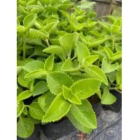 ราคา ต้นหูเสือ เนียมหูเสือ ยอดกินกับน้ำพริก ต้นกล้าพร้อมปลูก ต้นสูง 20 30 เซน (22222343452)