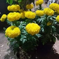 ราคา ต้นดอกดาวเรือง (6555338101)