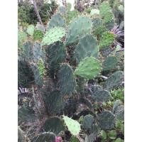 ราคา โอพันเทียทูน่า Opuntia Tuna (17641753398)