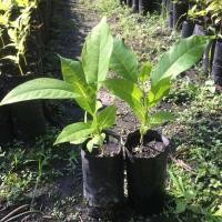 ราคา ต้นกล้าดอกจำปา เพาะเมล็ด (6656982629)