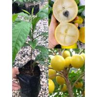 ราคา ต้นเอบิว ต้นอะบิว ต้นเตี้ย ติดผลดก ผลสีเหลือง เนื้อหวานหอมอร่อยมาก ต้นพร้อมปลูก สูง25 35ซ ม แบบเพาะเมล็ด (21558196325)