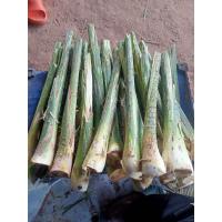 ราคา หวายสดภูพาน แบบหน่อ25หน่อ (16276614677)