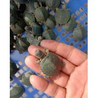 ราคา อุปกรณ์สำหรับเต่าญี่ปุ่น ตะละ 180 บาท (22864428461)