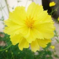 ราคา เมล็ดพันธุ์ คอสมอส ดอกซ้อน สีเหลือง เมล็ดดาวกระจายเหลืองดอกซ้อน ปลูกได้ทุกที่ 260 เมล็ด 10 แถม 1 คละได้ (13372773990)