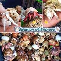 ราคา ปูเสฉวนบก แฟนซี คละแบบ 2 ตัว แถม 1 ตัว ปูน้อยคละแบบคละสีสันสวยงาม เลี้ยงง่าย ตกแต่งตู้ชื้น สวนชื้น Terrarium (23078794383)