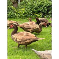 ราคา ไข่เชื้อเป็ดมัสโควี่สีช็อกโกแลต พ่อพันธุ์แม่พันธุ์นำเข้า ตัวใหญ่สีสงยงามน้ำตาลเข้ม (22069550736)