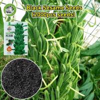 ราคา ปลูกง่าย เมล็ดสด 100 งาดำ Black Sesame Seeds เมล็ดพันธุ์งาดำ เมล็ด งาดำ เมล็ดพันธุ์งาดำ กินต้นอ่อนได้ หรือเก็บกินเมล็ดงาดำก็มีประโยชน์ งาดำ Black sesame Fresh Edible Herbs Seeds เมล็ดต้นบอนสี พันธุ์ดอ