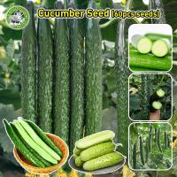 ราคา เมล็ดสด 100 เมล็ดพันธุ์แตงกวา เมล็ดแตงกวาญี่ปุ่น Japanese Cucumber Seed Organic Vegetable Seeds for Planting เมล็ดแตงกวา เมล็ดพันธุ์ OP แท้ เมล็ดผักสวนครัว ผักออร์แกนิก F1 เมล็ดพันธุ์ผัก เมล็ดพันธุ์พื