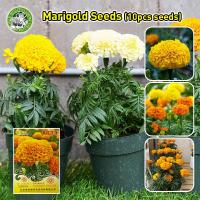 ราคา ปลูกง่าย COD เมล็ดพันธุ์แท้ 100 เมล็ดพันธุ์ ดอกดาวเรืองคละสี Mixed Marigold Flower Seed เมล็ดพันธุ์ ดาวเรืองแอฟริกา Crackerjack Mix African Marigold Seed เมล็ดพันธุ์แท้ ดอกบานชื่นซ้อน เมล็ดบานชื่น ต้ 