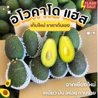 ราคา KAIDEE Avocado อโวคาโด 1กิโลกรัม พันธุ์บัคคาเนีย อโวคาโด้ อโวคาโด อะโวคาโดสด อโวคาโด อาโวคาโดสดอโวคาโดสดจากสวนบนดอย เก็บจากสวนทุกวันเน่าเสียรับเคลม อโวคาโด้ อโวคาโด อาโวคาโดสด ผลไม้ (23093062121)
