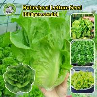 ราคา ปลูกง่าย COD เมล็ดสด 100 เมล็ดพันธุ์ ผักสลัด บัตเตอร์คลั้น ผักกาดหอมสลัด Butterhead Lettuce Seeds for Planting Salad Vegetable Seeds for Gardening Indoor Vegetable Plants Seeds เมล็ดผักต่างๆ เมล็ดผัก 