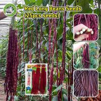 ราคา สินค้าดี มีคุณภาพ เมล็ดพันธุ์ถั่วฝักยาว Red Long Beans Seeds อัตรางอกสูง เมล็ดพันธุ์ถั่วฝักยาว เมล็ดพันธุ์ ถั่วฝักยาว Red Long Beans Vegetables Seeds โกเมนท์ เมล็ดพันธุ์ผัก เมล็ดพันธุ์ ผักสวนครัว เมล็