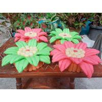 ราคา กระทงอาหารปลา เป็นมิตรต่อสิ่งแวดล้อมขนาดฐาน7นิ้วไม่รวมกลีบ ได้ใบใหญ่ๆสวยๆไปเลย (22773982994)